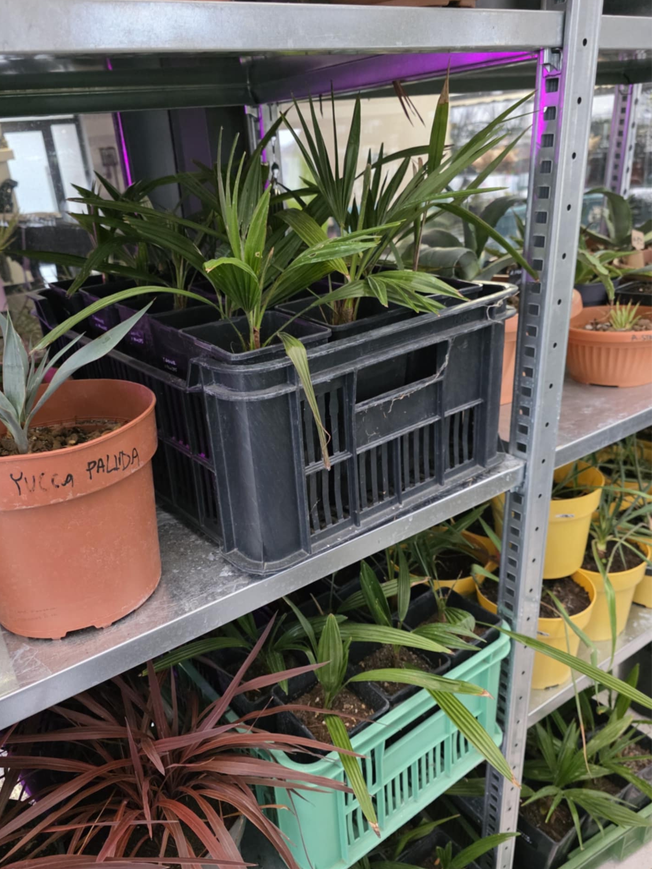 zimovanie mladých paliem a sedenic v kvetinacoch